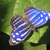 Whitened Bluewing