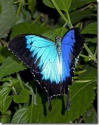 Blue Mountain Swallowtail