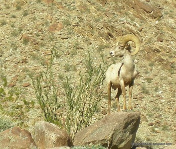 Bighorn in Palm Canyon