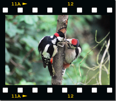Male woodpecker feeding young 04 film png