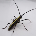 Longhorn Beetle