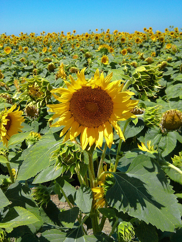 [130706_CR102_sunflowers_22%255B6%255D.jpg]