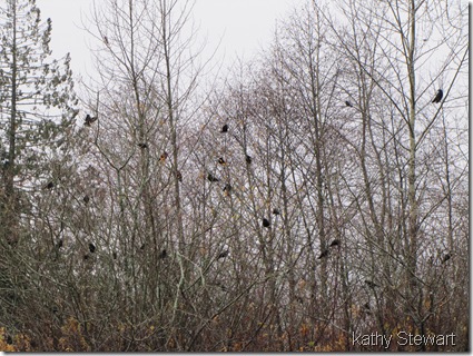 Black-birds in the bushes