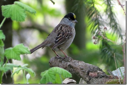 Gold-crowned Sparrow