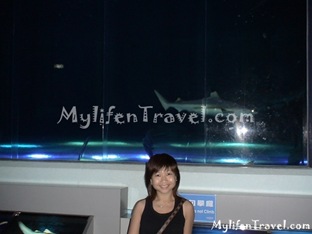 Shark Aquarium 06