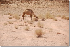 Oporrak 2011 - Jordania ,-  Wadi Rum, 22 de Septiembre  41