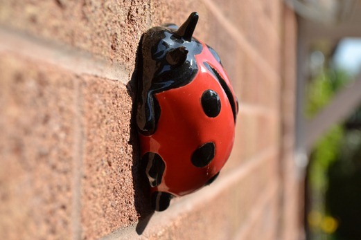 Potted ladybird