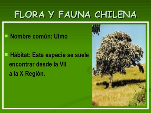 flora y fauna chilena (1)