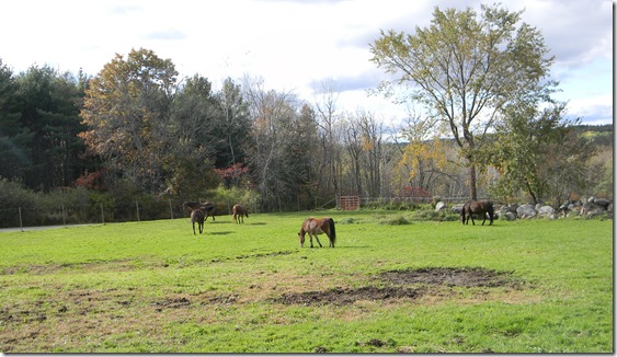 Fall at Jean's with horses. 071
