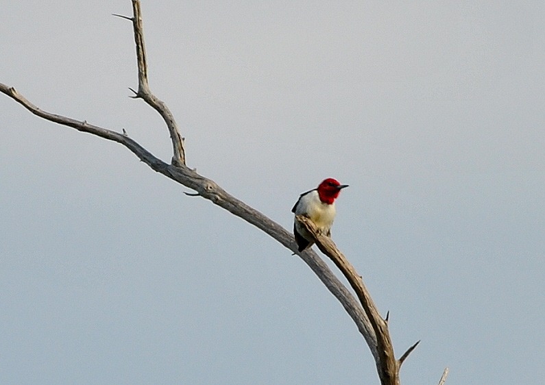 [Red-Headed-Woodpecker11.jpg]
