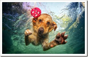 underwater-photos-of-dogs-seth-casteel-8