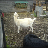 Jugendfarm Moritzhof - Ziegen