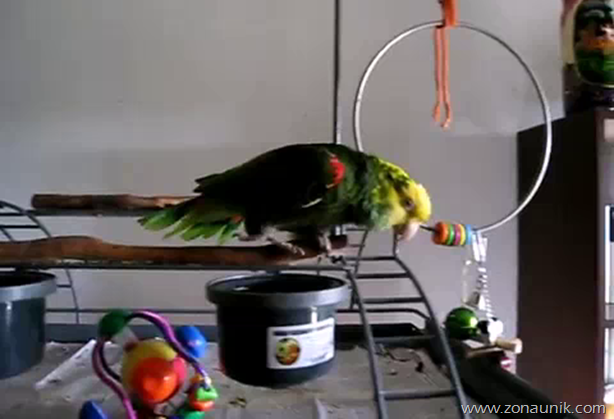 Burung Nuri Menangis Suara bayi