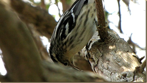 Black and white warbler (2)