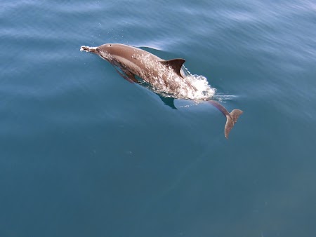 27. Delfin in saritura.JPG