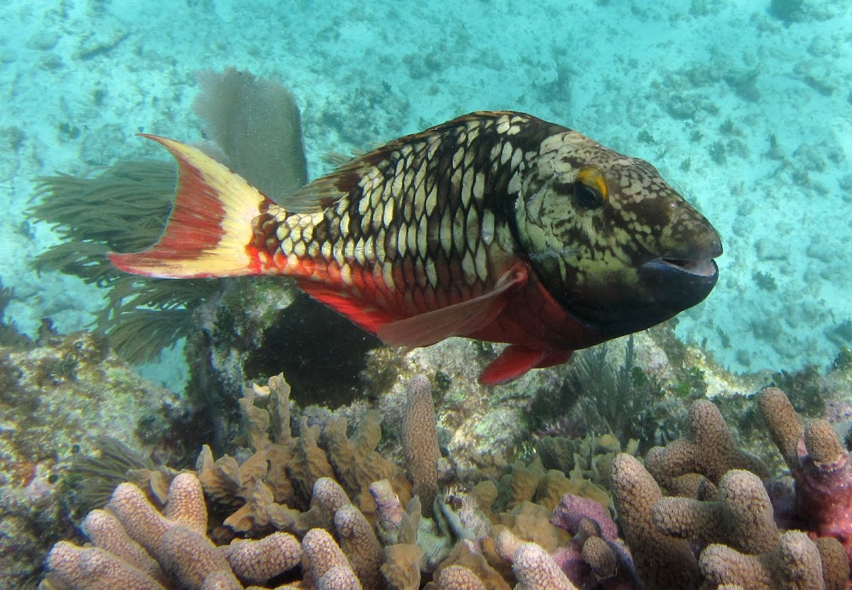 Stoplight Parrotfish Project Noah