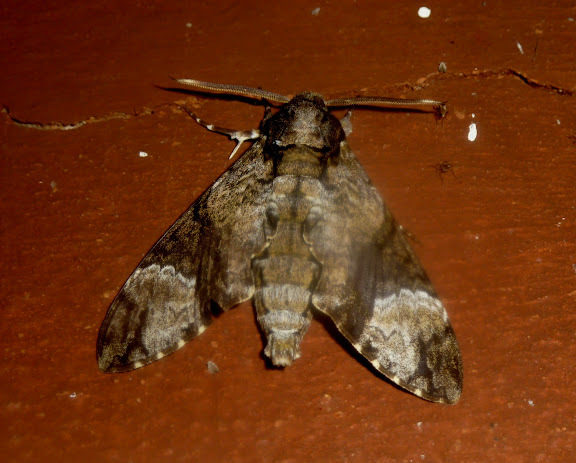Sphingidae : Sphinginae : Coelonia fulvinotata BUTLER, 1875. Réserve d'Ankarafantsika (50 km à l'est de Majunga), 210 m d'altitude, 7 février 2011. Photo : T. Laugier