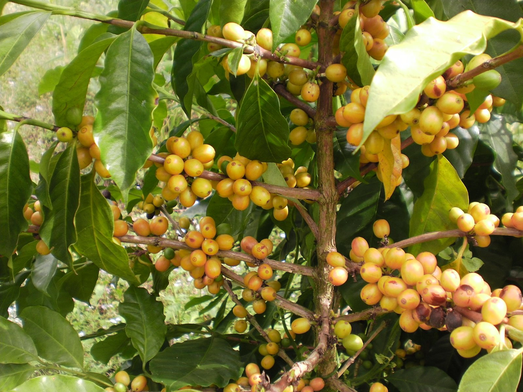 [Cafe%2520Amarelo1%255B2%255D.png]