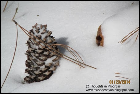 lone pine cone in the snow 2014
