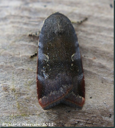 lesser-broad-bordered-yellow-underwing