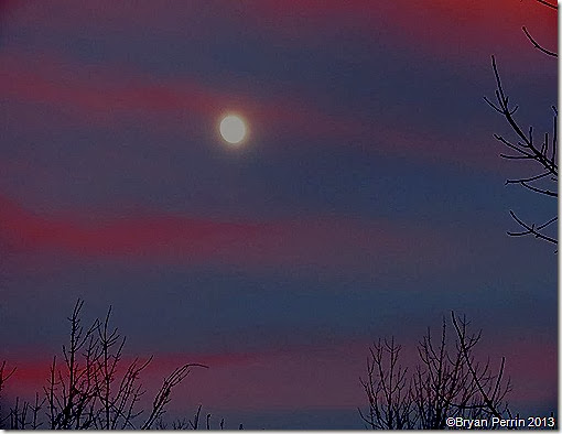 dusk moon above branchs