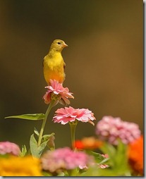 fotos animales y naturaleza (27)