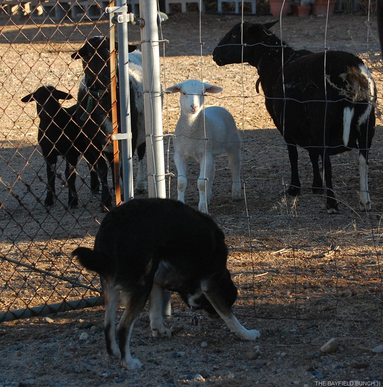 [DSC_8223%255B4%255D.jpg]