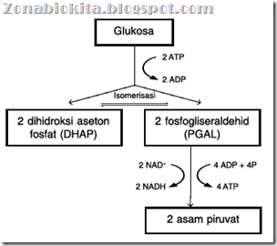 Rangkaian proses Glikolisis