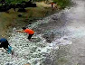 Gempar! Video Ikan Naik Ke Larat di Lahad Datu