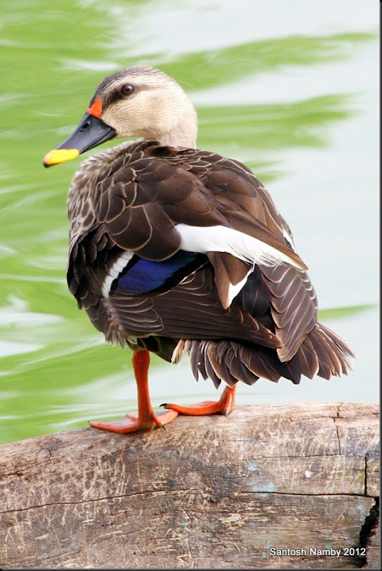 spot-billed Duck