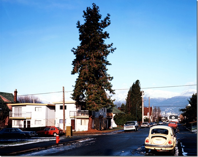 jeff wall_The Pine on the Corner_1990