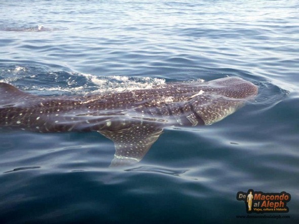Viajar a Isla Holbox Nadar con el Tiburon Ballena 4