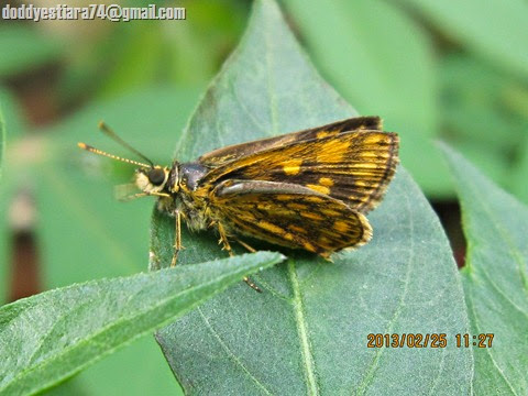 kupu-kupu skipper Ampittia dioscorides – Common Bush Hopper (jantan)