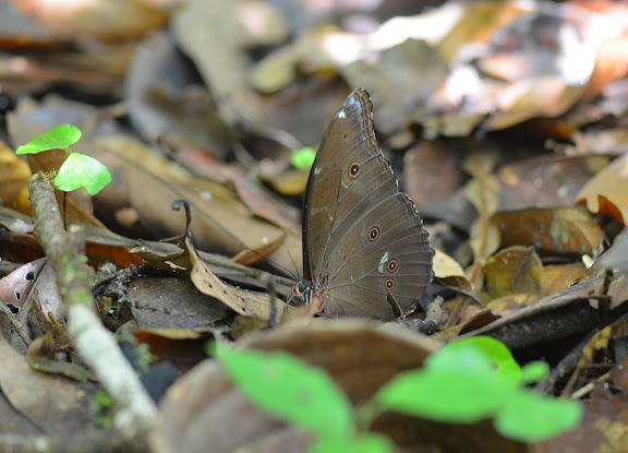 Séjour ALF en Guyane - Novembre 2011 - Morpho menelaus LINNAEUS, 1758. Camp Caïman, Montagne de Kaw (Guyane). 13 novembre 2011. Photo : M. Belloin