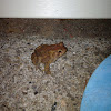 American Toad