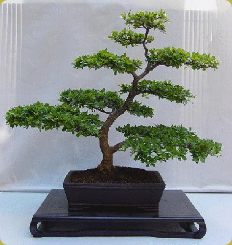 Hobby Bonsai: Come creare un bonsai.
