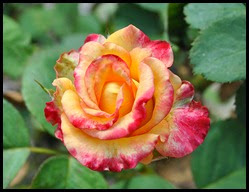 04f7 - Flowers in the Rose Garden