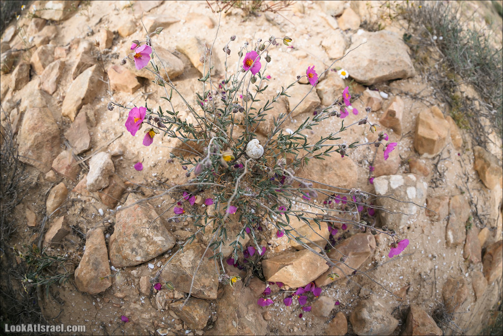 Водоёмы (колодцы) Луц | Lutz cisterns | בורות לוץ | LookAtIsrael.com - Фото путешествия по Израилю