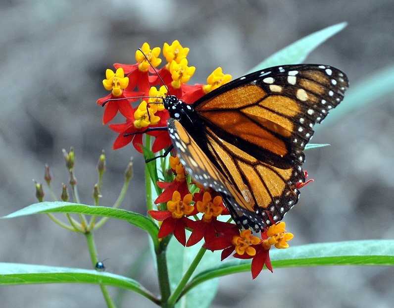 [Monarch---Butterfly6.jpg]