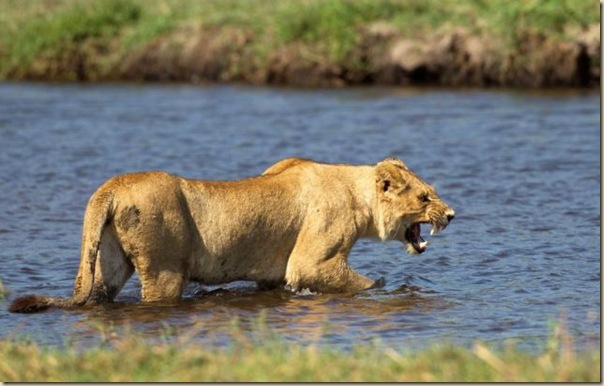 Le courage exeptionnel d'une lionne (2)
