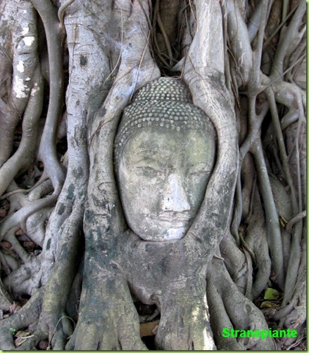 buddha thailandia ficus