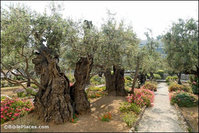 Garden of Gethsemane olive trees, tb051906423