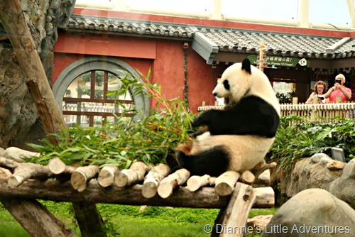 hong kong, ocean park, family, love, giant panda, panda, bamboo, panda eating
