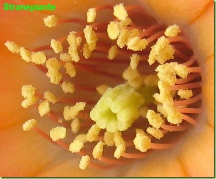 Rebutia pygmaea  calice polline
