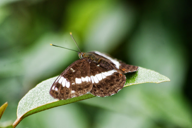 Ladoga camilla (L., 1764). Les Hautes-Lisières (Rouvres, 28), 16 juillet 2013. Photo : J.-M. Gayman