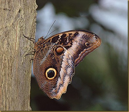 mariposa ojo de buho