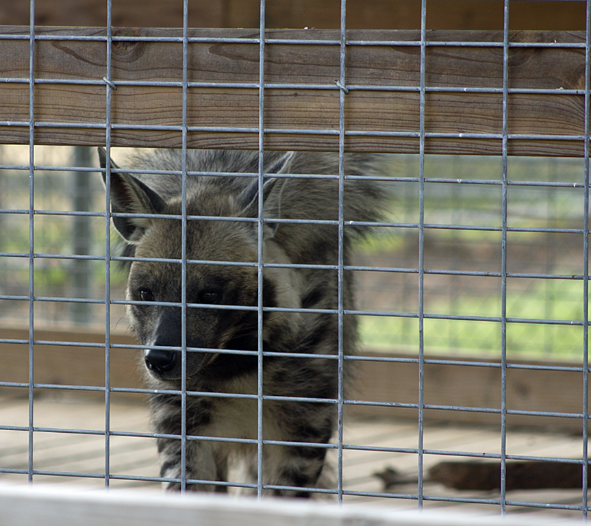 [Spotted-Hyena-Exotic-Game-Park3.png]