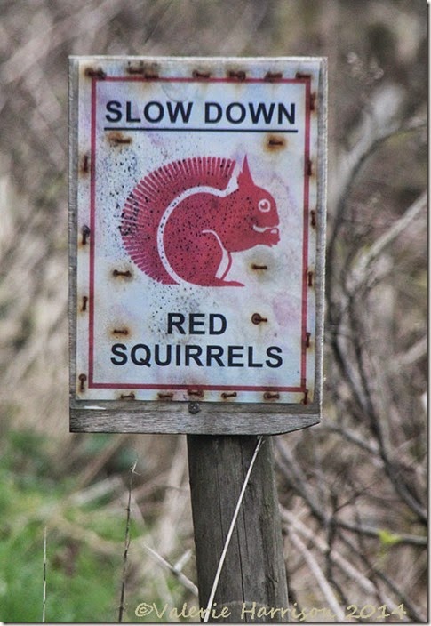 17-squirrel-sign