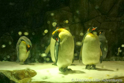 hong kong, ocean park, family, love, penguin, south pole,south pole spectacular, king penguin