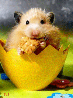 hamster-gracioso-838573 hamster-gracioso-838573